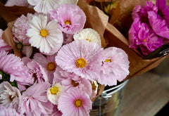 [C] Perche — 2020-2021