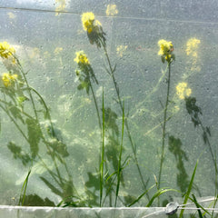 Visite de la ferme parisienne