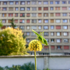 [A] Paris 20ème — Depuis 2017
