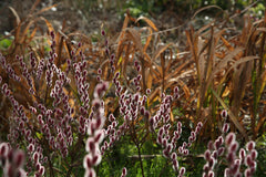 Visite de la ferme parisienne