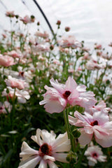 [C] Perche — 2020-2021