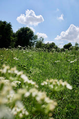 [B] Sonchamp — 2023