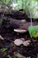 [B] Sonchamp — 2023