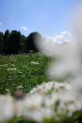 [B] Sonchamp — 2023