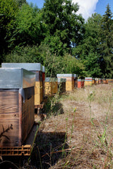 [B] Sonchamp — 2023