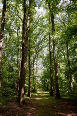 [B] Sonchamp — 2023