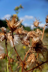 [B] Sonchamp — 2023