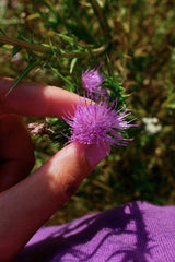 [B] Sonchamp — 2023