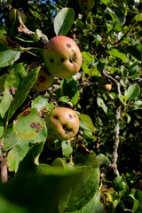 [B] Sonchamp — 2023