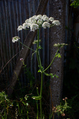 [B] Sonchamp — 2023