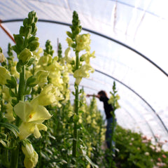 [C] Perche — 2020-2021