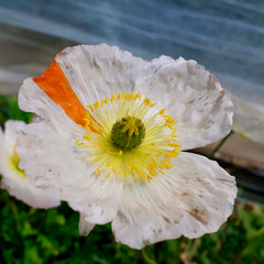 [C] Perche — 2020-2021