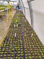 [C] Perche — 2020-2021