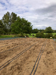 [C] Perche — 2020-2021