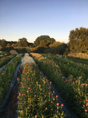 [C] Perche — 2020-2021