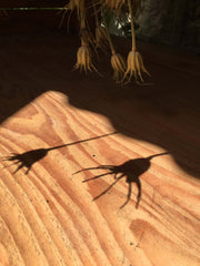 Visite de la ferme parisienne