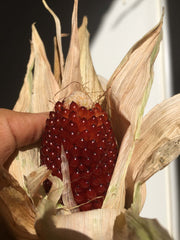 [C] Perche — 2020-2021