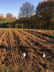 [C] Perche — 2020-2021