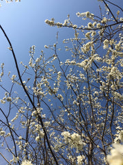 Visite de la ferme parisienne