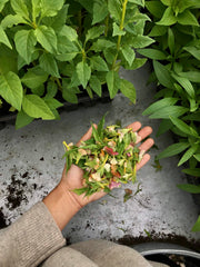 [C] Perche — 2020-2021