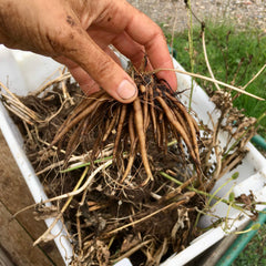 [C] Perche — 2020-2021