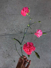 [C] Perche — 2020-2021