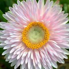 [C] Perche — 2020-2021