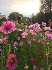 [C] Perche — 2020-2021