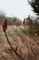 [B] Sonchamp — 2023