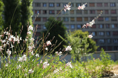 Visite de la ferme parisienne